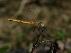 20D 90 Tamron
