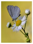Butterfly 24