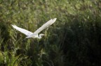 Airone in volo