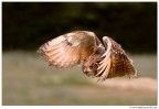 Volando