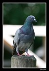 piccione