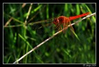 Crop selvaggio :D mannaggia a voi che mi state facendo impazzire per le macro :D  davvero divertentissimo :)
mi spiace davvero per lo sfondo cos incasinato,ma mi trovavo su un campo d'erba in salita..a meno che non riprendevo dal basso verso l'alto era inevitabile non includerla..non potevo sfocare pi di cos in quanto ero gi a limite con la maf sulla coda! avanti con i consigli ;)