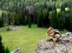 Golden mantled ground squirrel sulla via della vetta mountain washburn nel parco di Yellowstone.