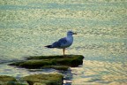 gabbiano sul Lago trasimeno