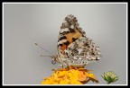 Farfalla