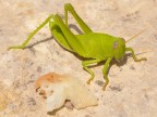 Green Life