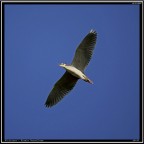 Nitticora # 6 - in volo