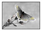 Cromie delicate