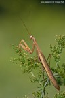 Mantide Religiosa
