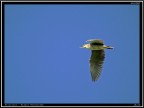 Nitticora # 7 - in volo