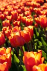 Tulipani