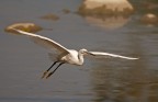 Egretta garzetta