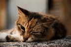 Sleepy