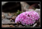 bouquet naturale