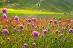 Foto scattata in digiatale il 21 Giugno 2009 a Castelluccio di Norcia.

Da questa foto in poi poster quasi esclusivamente nuove foto digitali. Ogni tanto inserir un analogico degli anni 60-70.