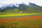 Digiatale il 21 Giugno 2009 a Castelluccio di Norcia.