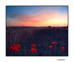 ...LANTERNE ROSSE...