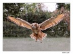 Il gufo pi fotografato del web