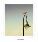 L'equilibrista. L'equilibrista.