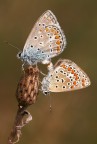 coppia verticale