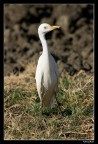 airone bianco maggiore
