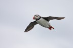 ...PUFFIN IN VOLO...