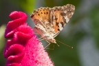 Canon 50D, Sigma 3,5/180 Macro, trepiedi Manfrotto

Messo a fuoco manualmente, ISO 400, 1/250 f/16 con Flash Canon 550EX