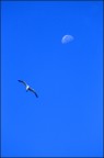 moon day...