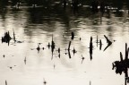 Lago di Massaciuccoli (LU)