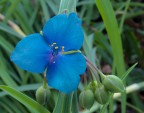 fiore blu