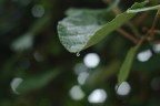 macro