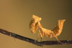 Ameles Spallanzania