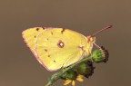 C e c sono graditi, ciao Elio.
180 mm - iso 100 - f 14 - 1/40s - tripoide - scatto remoto - sollevamento specchio - flasch di schiarita con pannelli lastolite.
Foto ad alta risoluzione: 
http://img42.imageshack.us/img42/2483/coliassp2200.jpg