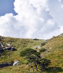 The Three Tree