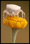Tomiside sp. su fiore giallo