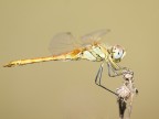 Libellula in posa