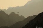 Deserto del Sinai (con cicogna)