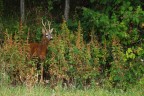 affiacciarsi.. dal bosco