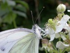 fiore farfalla