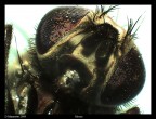 Close up a 35 ingrandimenti - luce alogena