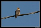 falco cuculo