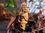 Macro di foglie che sti stanno seccando