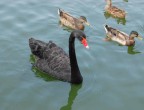 Cigno nero