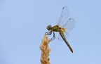 Prime foto (esperimenti) ad insetti.
Scattata a mano libera con un Sigma 50-150