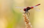 Prime foto (esperimenti) ad insetti.
Scattata a mano libera con un Sigma 50-150