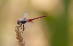 Prime foto (esperimenti) ad insetti.
Scattata a mano libera con un Sigma 50-150