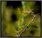 Libellula # 1