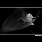 ::: LA CAVALLETTA ::: ::: LA CAVALLETTA :::