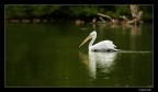 Nel lago