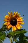 girasole